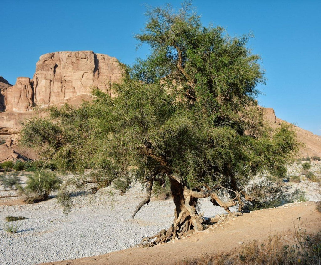 Authentic Yemeni Sidr Honey – Hadramout Valley
